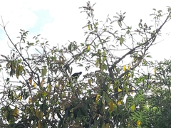 Turdus merula
