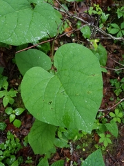Aristolochia macrophylla