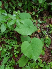 Aristolochia macrophylla