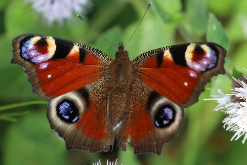 Aglais io