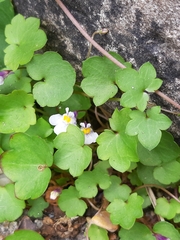 Cymbalaria muralis