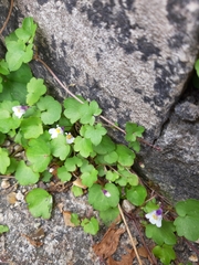 Cymbalaria muralis