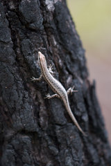 Cryptoblepharus
