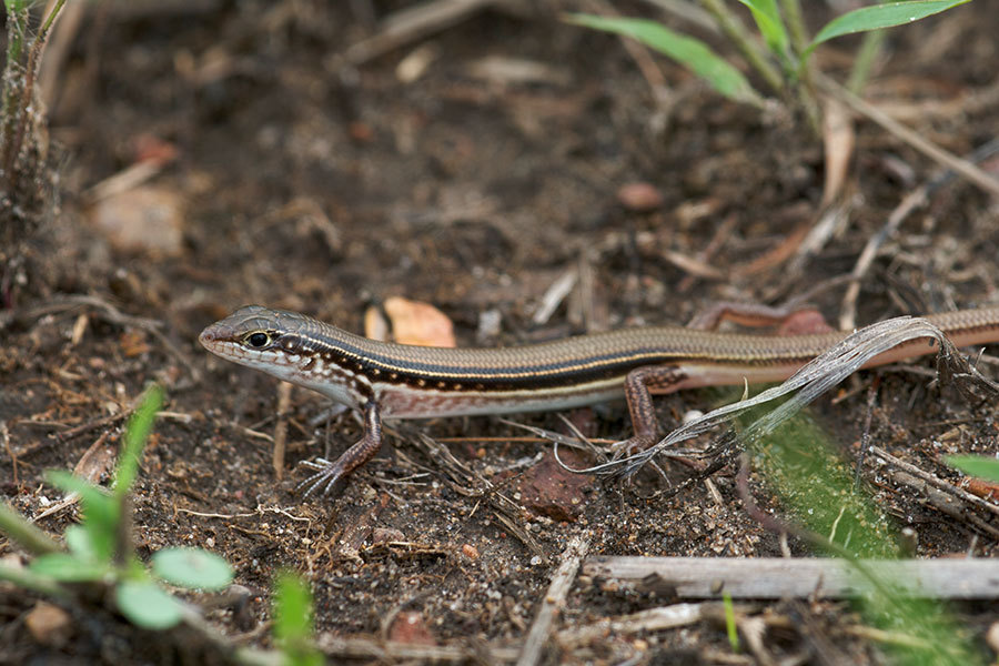 Lowlands Plain-Backed Ctenotus