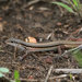 Ctenotus essingtonii - Photo (c) John Sullivan, μερικά δικαιώματα διατηρούνται (CC BY-NC), uploaded by John Sullivan
