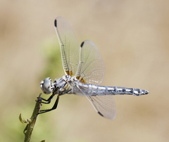 Libellula composita