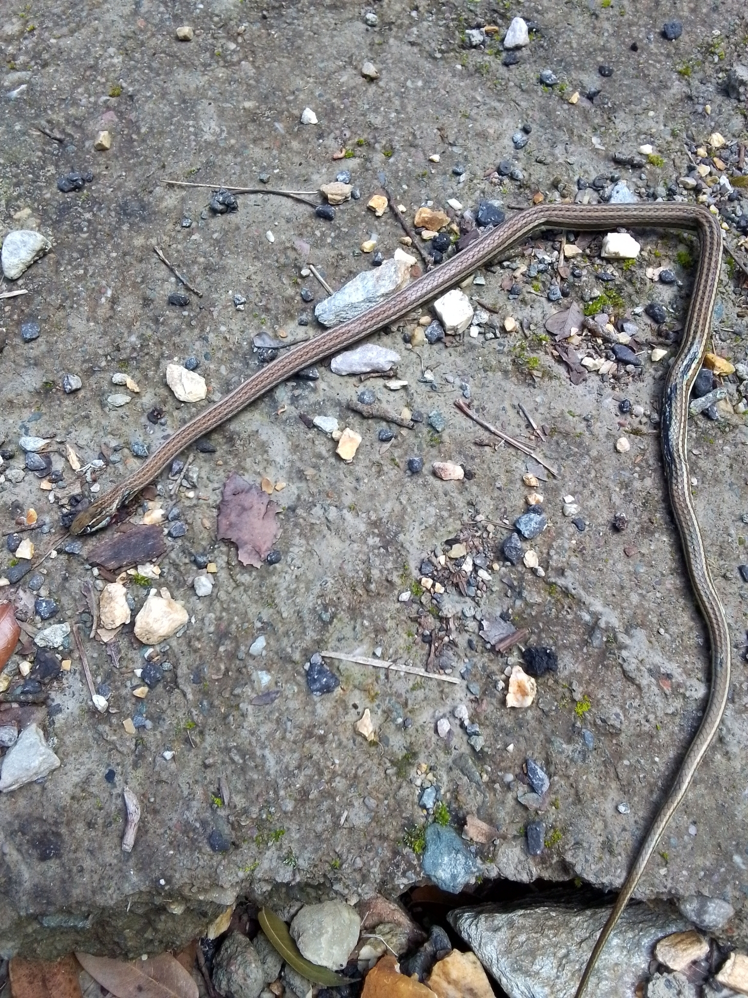 Sand Snake, Psammophis condanarus
