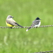 Kingbirds - Photo (c) rbbrummitt, some rights reserved (CC BY-NC), uploaded by rbbrummitt