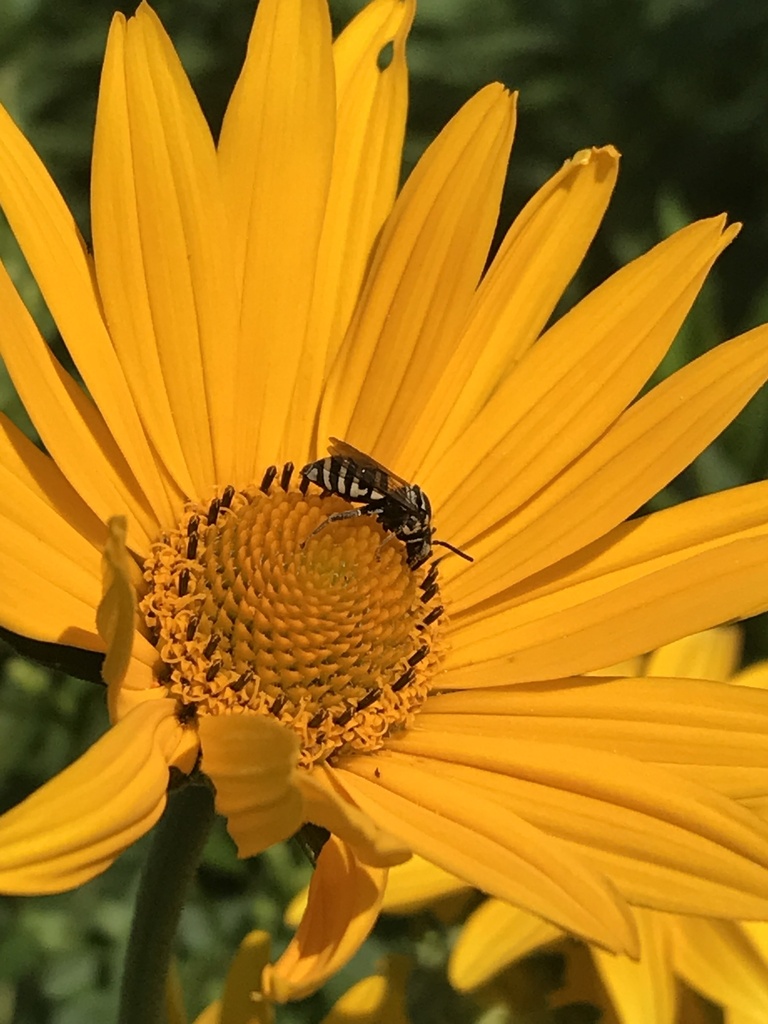 Sunflower Cuckoo Nomad Bee