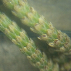 Casuarinaceae