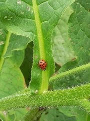 Harmonia axyridis