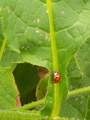 Harmonia axyridis