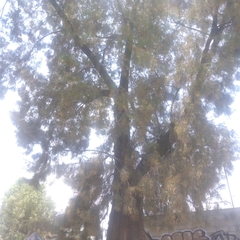 Casuarinaceae
