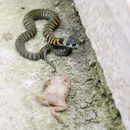 Chinese Tiger Keelback