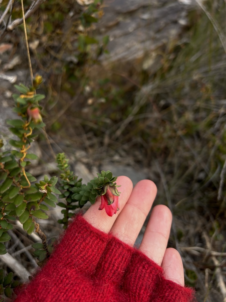 Darwinia nubigena