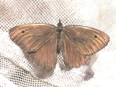 Cercyonis oetus