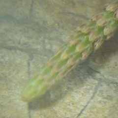 Casuarinaceae