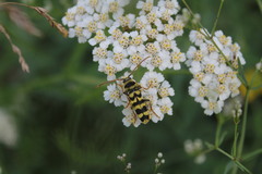 Plagionotus floralis