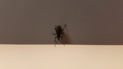 Otiorhynchus sulcatus