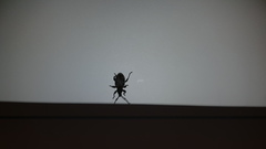 Otiorhynchus sulcatus