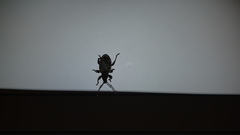 Otiorhynchus sulcatus