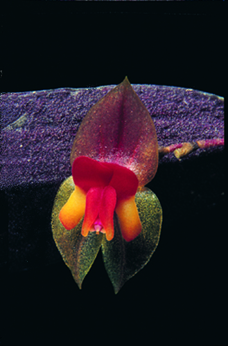 Finger cactus (Lepanthes stenophylla)