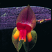 Lepanthes stenophylla - Photo (c) 
Moises Béhar, some rights reserved (CC BY-SA)