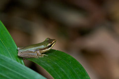 Litoria bicolor