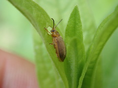 Galerucella calmariensis