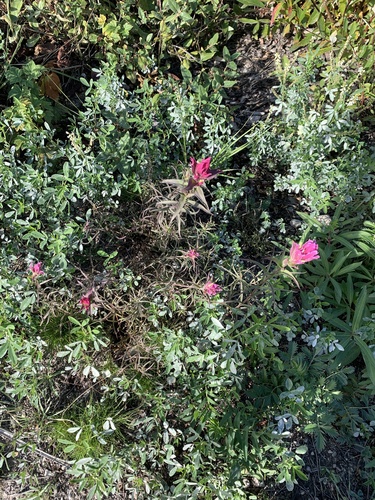 Image of Castilleja raupii by no rights reserved