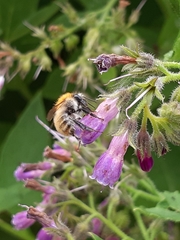 Bombus pascuorum