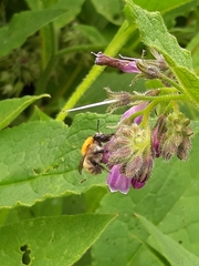 Bombus pascuorum
