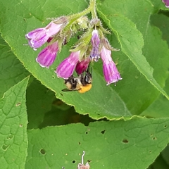 Bombus pascuorum