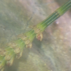 Casuarinaceae