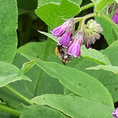 Bombus pascuorum