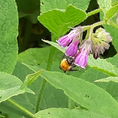 Bombus pascuorum