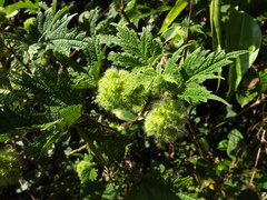 Girardinia diversifolia