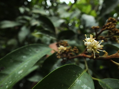 Glycosmis macrocarpa