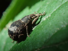 Pseudocneorhinus obesus