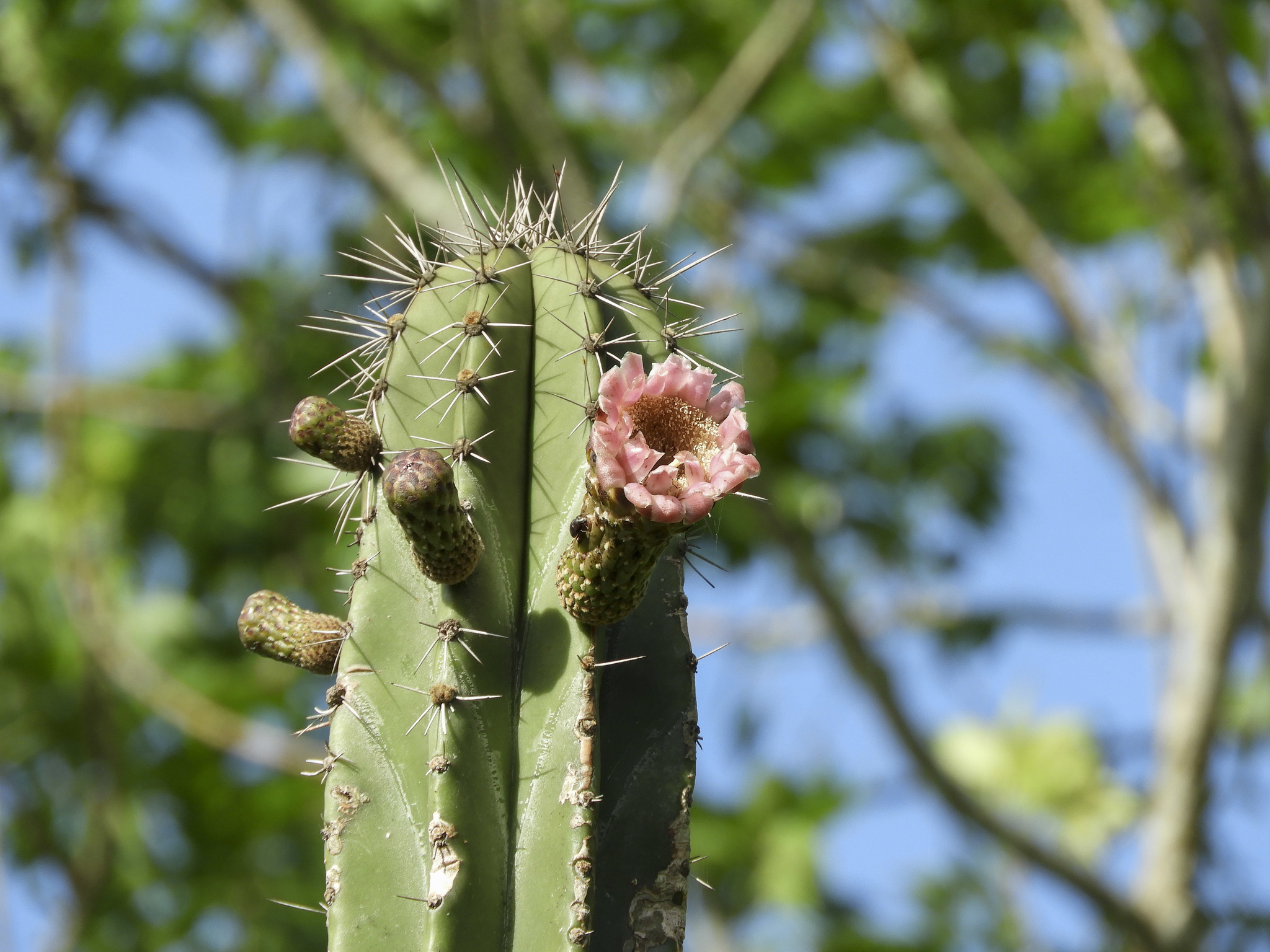 Stenocereus eichlamii
