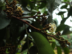 Glycosmis macrocarpa