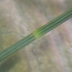 Casuarinaceae