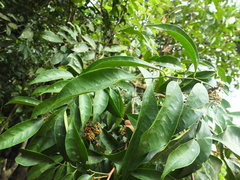 Glycosmis macrocarpa