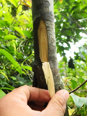 Glycosmis macrocarpa