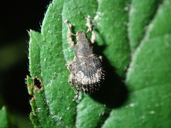 Pseudocneorhinus obesus