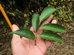 Glycosmis macrocarpa