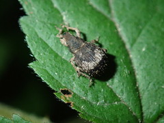 Pseudocneorhinus obesus