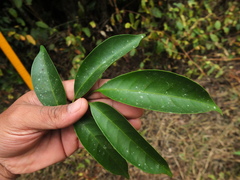 Glycosmis macrocarpa