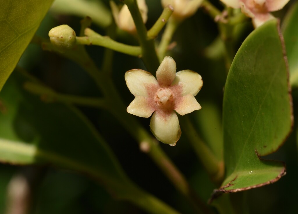 Endiandra coriacea
