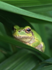 Hyla japonica